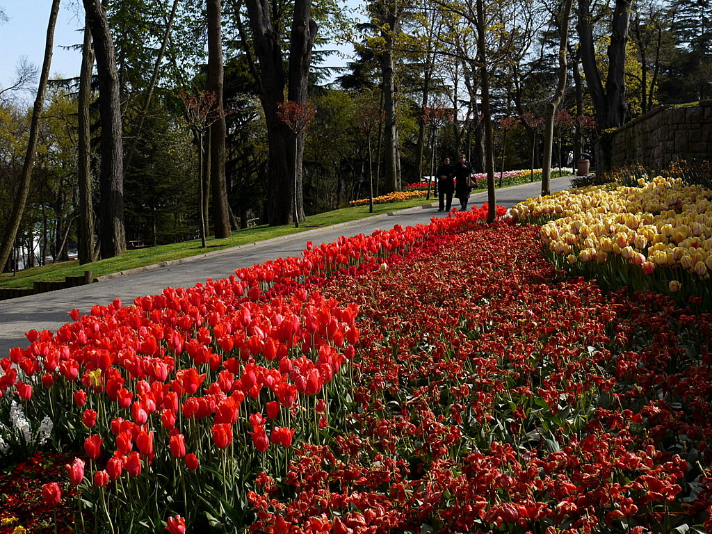 The tulip time in Istanbul